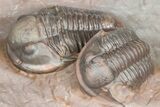 Cluster Of Five Unidentified Proetid Trilobites - Jorf, Morocco #362871-4